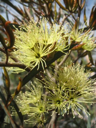 Eucalyptus densa - Australian native plant