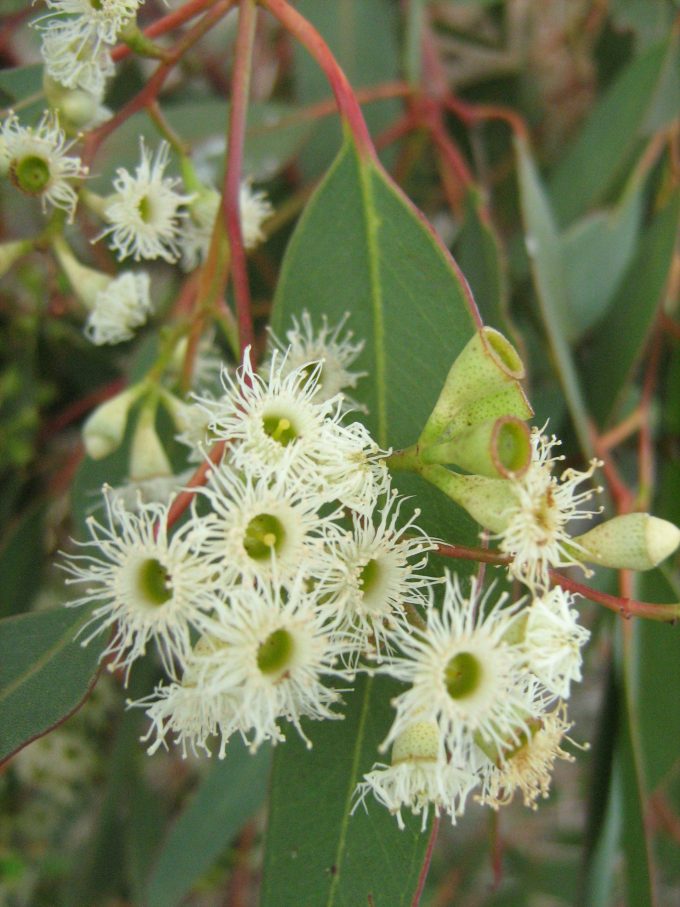 Eucalyptus gracilis - Australian native plant