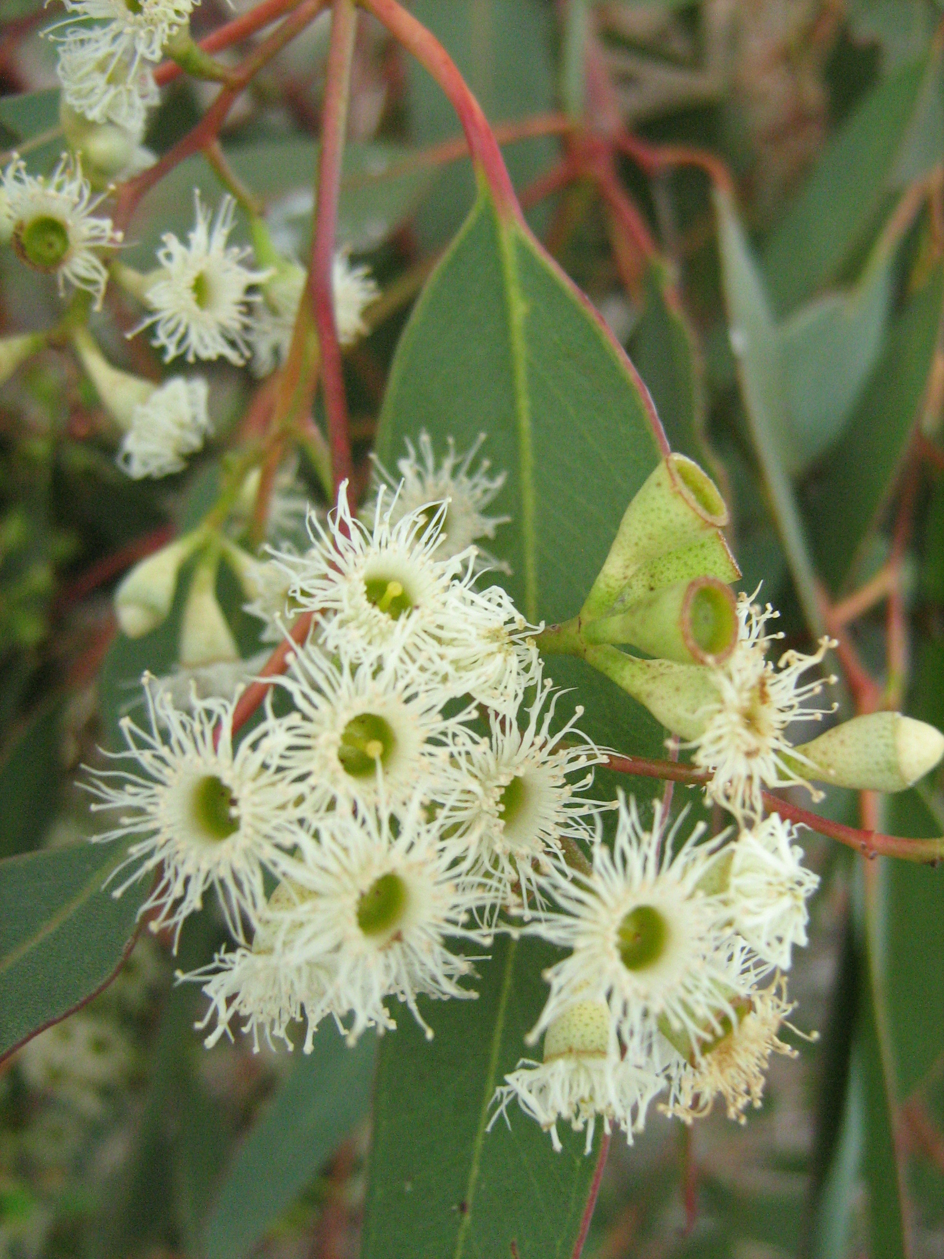 Gum is made from which plant Idea