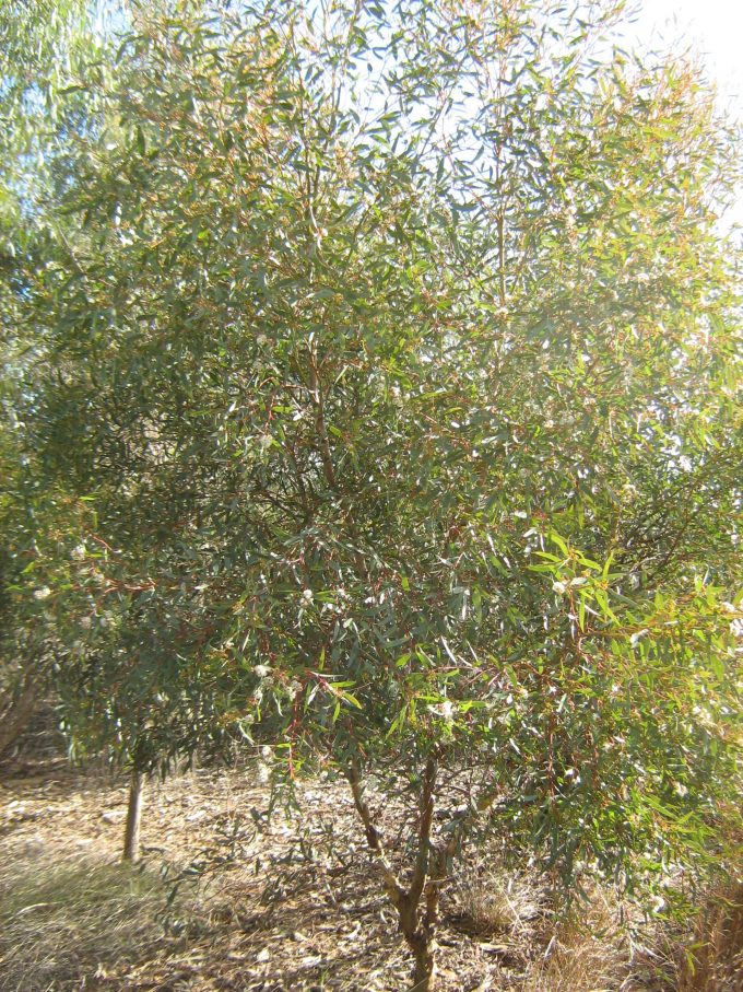 Eucalyptus gracilis - Australian native plant