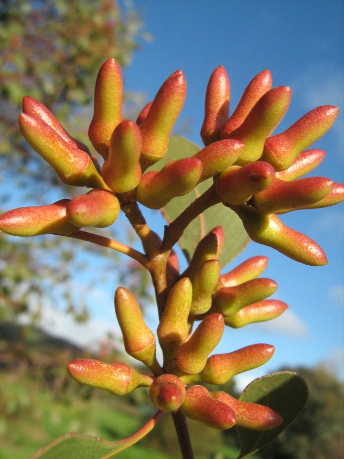 Eucalyptus infera - Australian native plant
