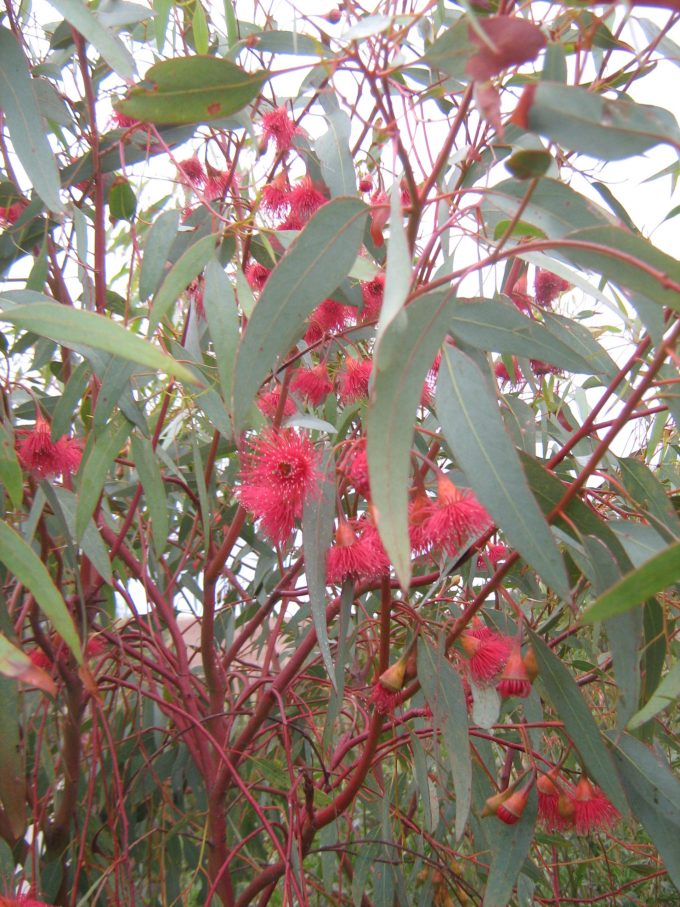 Eucalyptus leucoxylon rosea - Australian native plant