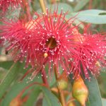 Eucalyptus leucoxylon rosea - Australian native plant