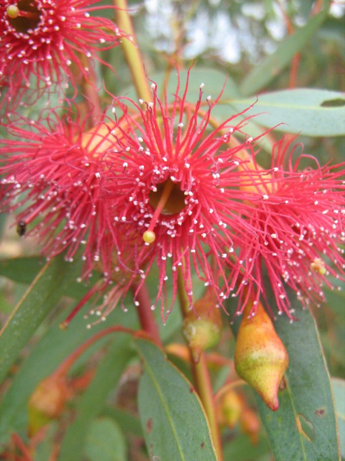 Eucalyptus leucoxylon rosea - Australian native plant