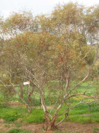 Eucalyptus eremicola ssp peeneri in 50mm Forestry Tube