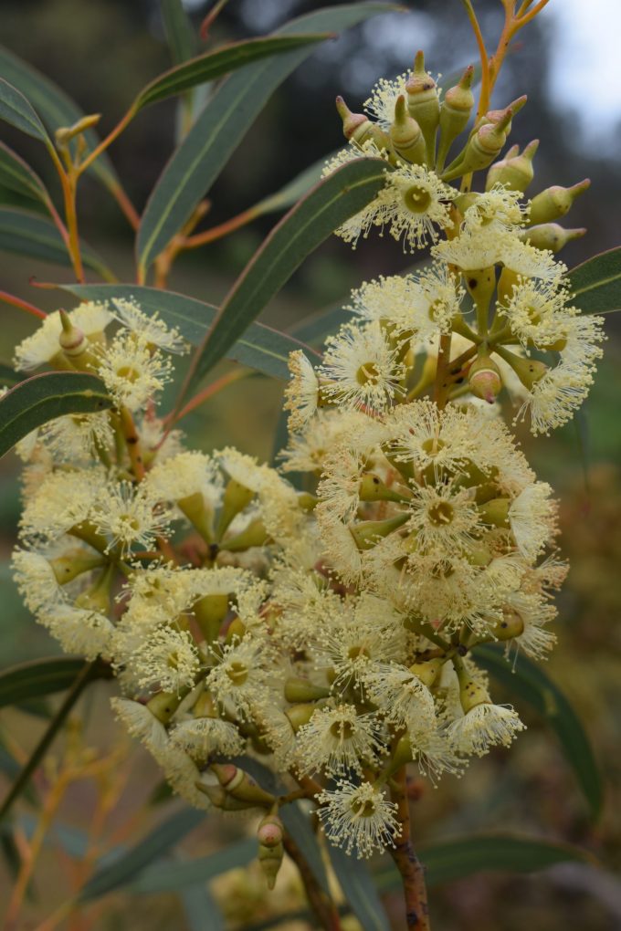 Eucalyptus socialis ssp viridens- Australian native plant
