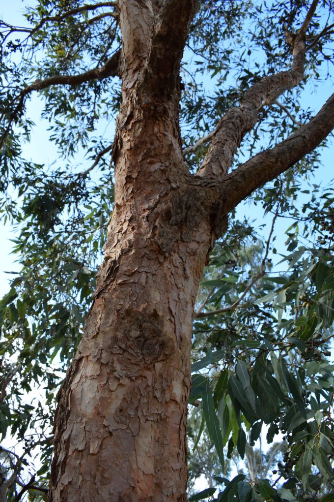 Eucalyptus watsoniana ssp capillata