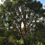 Eucalyptus watsoniana ssp capillata - Australian Native Plant