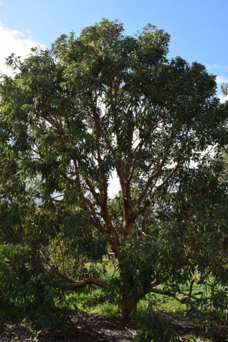 Eucalyptus watsoniana ssp capillata - Australian Native Plant