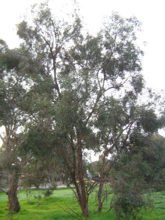 Eucalyptus wimmerensis (Gum Tree) in 50mm Forestry Tube – Trigg Plants