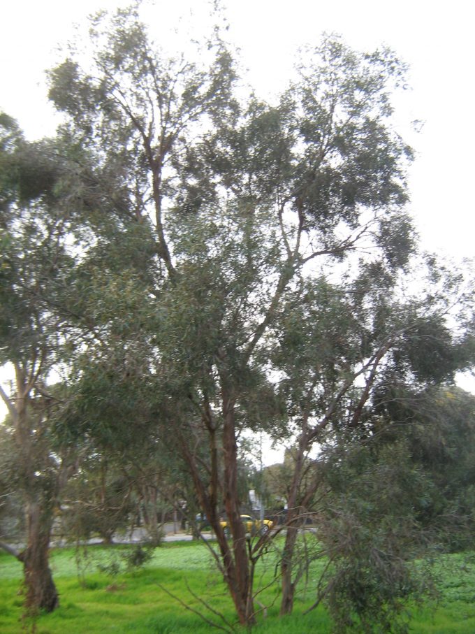 Eucalyptus wimmerensis - Australian native plant
