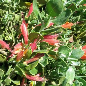 Eremophila glabra prostrate orange - hardy Australian native plant
