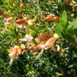 Eremophila maculata apricot - hardy Australian native plant