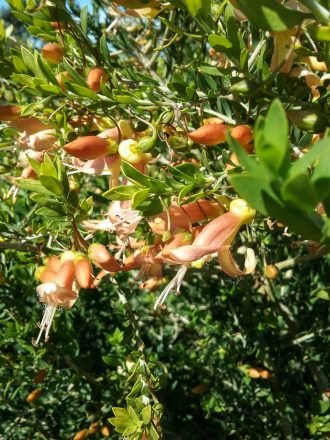 Eremophila maculata apricot in 50mm Forestry Tube