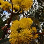 Eucalyptus erythrocorys - Australian native plant