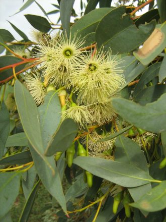Eucalyptus occidentalis Australian native tree