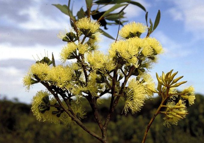 Eucalyptus phaenophylla ssp phaenophylla Australian native plant
