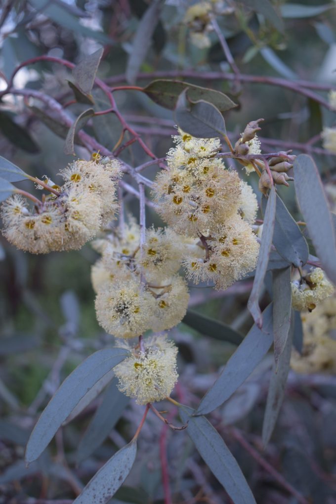 Eucalyptus socialis - Australian native plant