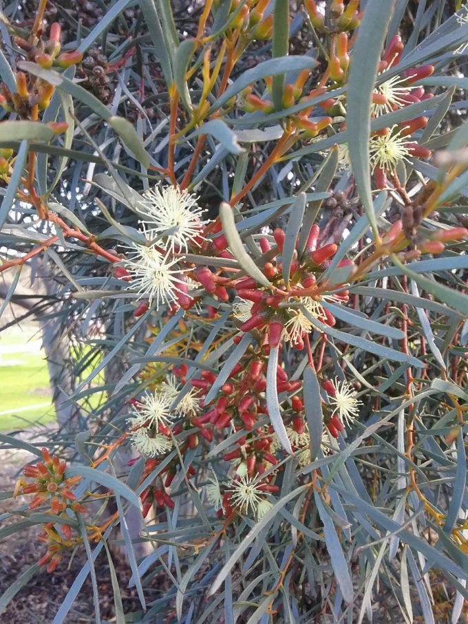 Eucalyptus spathulata - Australian Native Plant