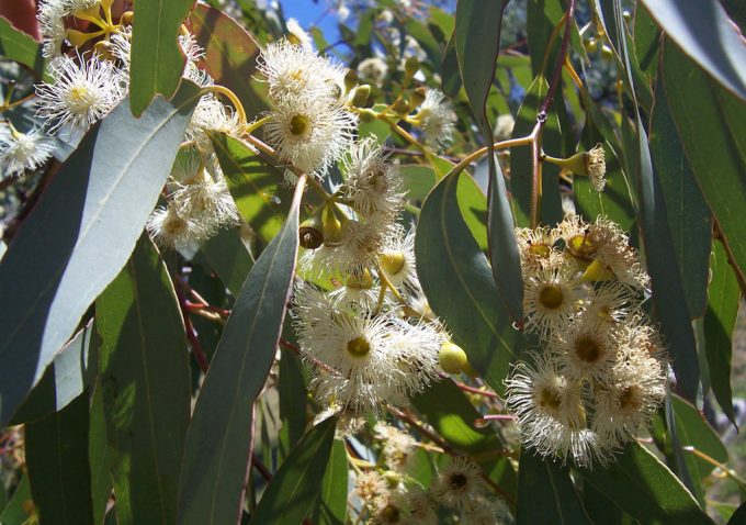 Eucalyptus melliodora - Australian native plant