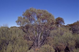 Eucalyptus leptopoda ssp subluta 50 seeds