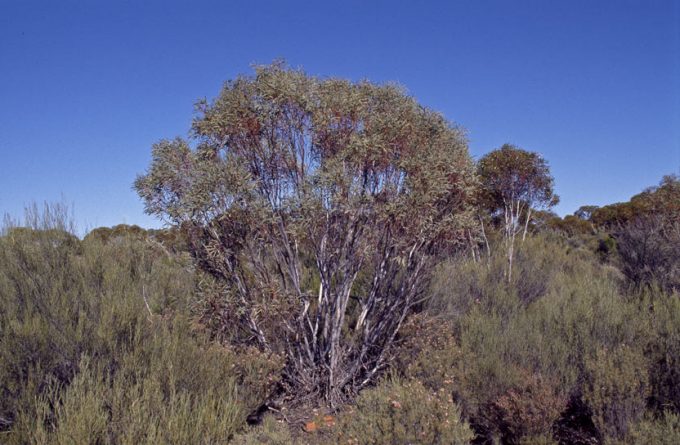 Eucalyptus leptopoda ssp subluta