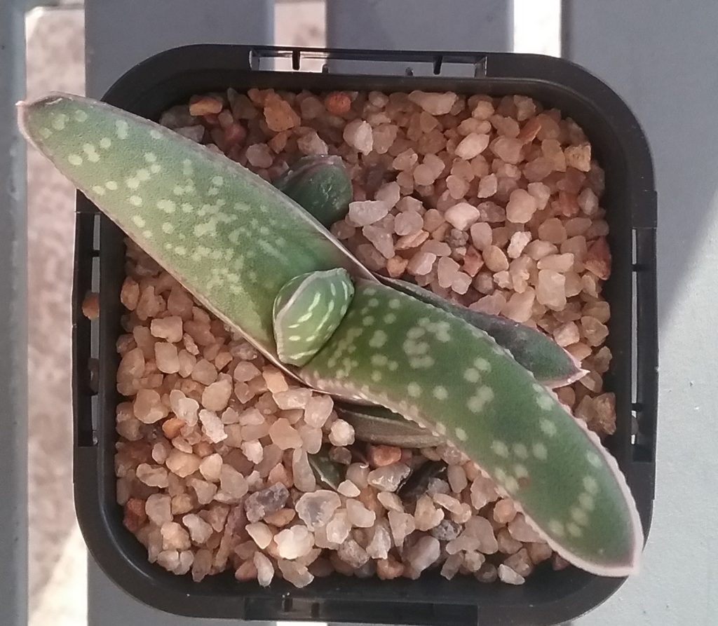 Gasteria sulcata