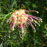 Grevillea Caramah Gold - Australian Native Plant