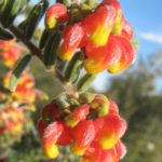 Grveillea alpina - Australian Native Plant