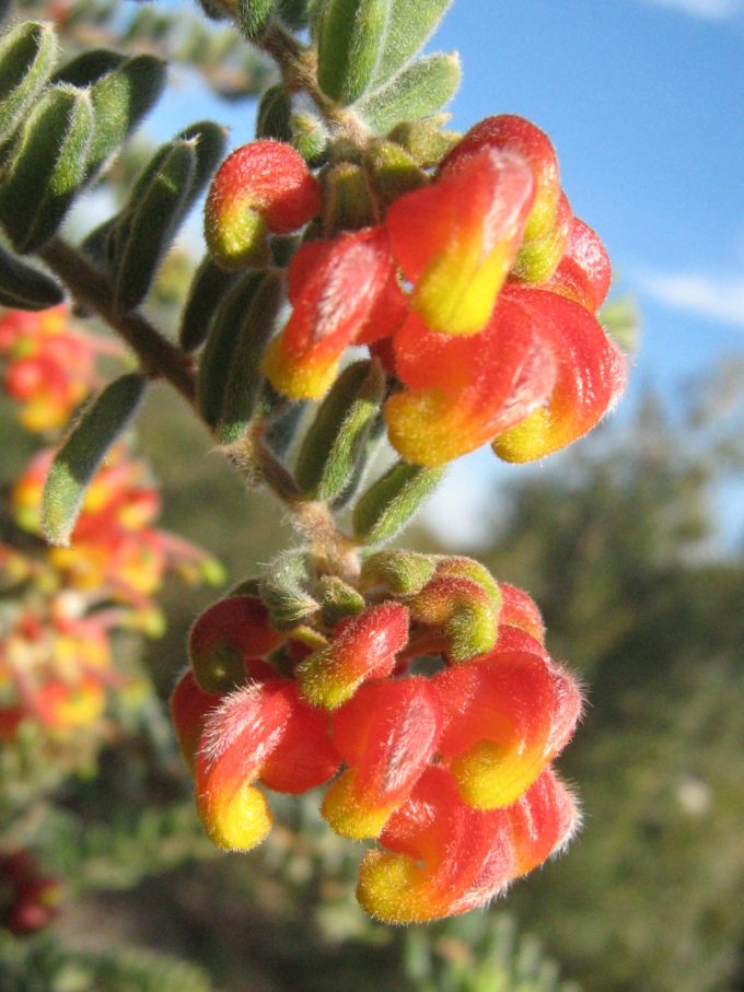 Grveillea alpina - Australian Native Plant