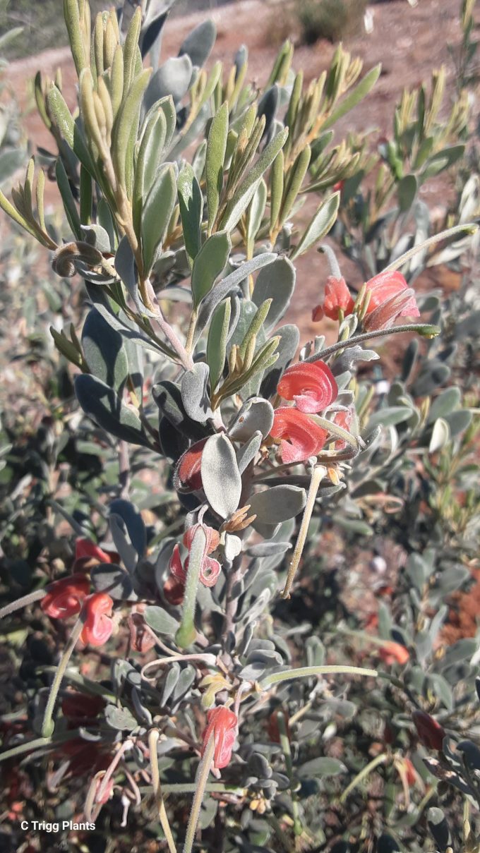 Grevillea arenaria Australian native plant