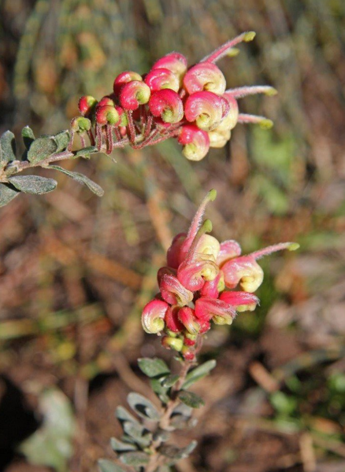 Grevillea celata - Australian native Plant