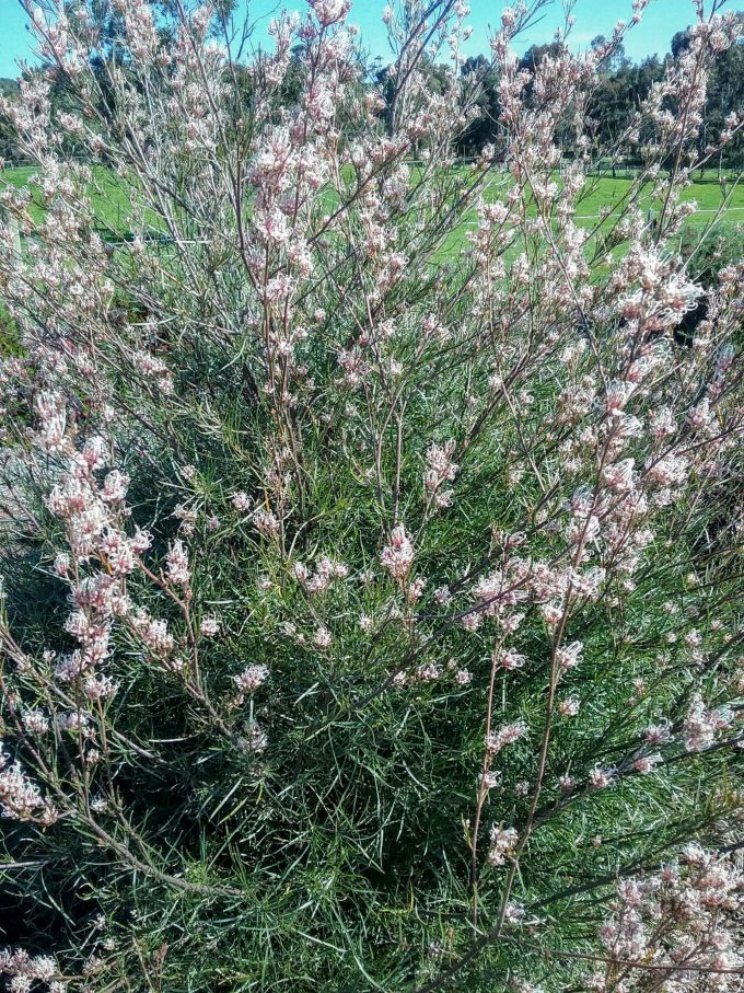 Grevillea endlicheriana - Australian Native Plant