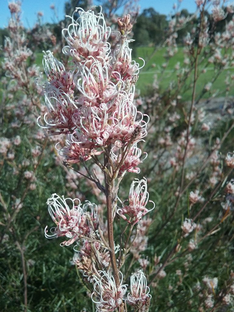 Grevillea endlicheriana - Australian Native Plant