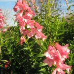 Penstemon Hidcote Pink - long flowering perennial plant