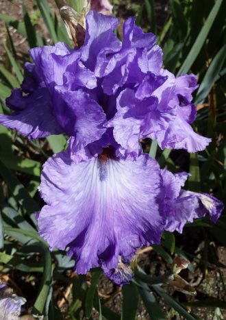 Tall Bearded Iris Unknown (R)