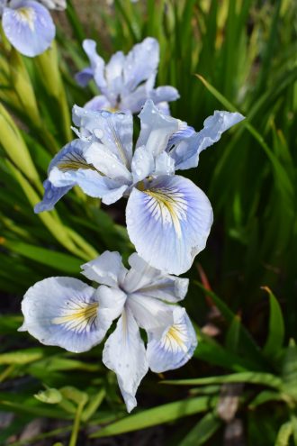 Iris innominata pale blue in 50mm Forestry Tube