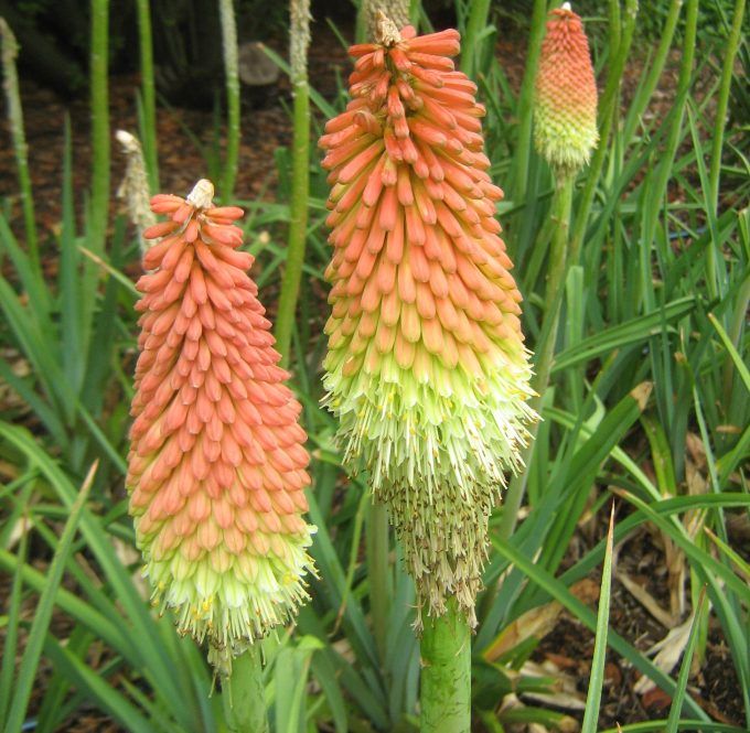 Kniphofia foliosa (Red Hot Poker) bare rooted perennial plant