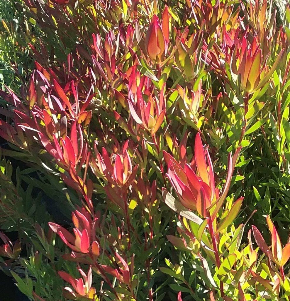 leucadendron Red Gem
