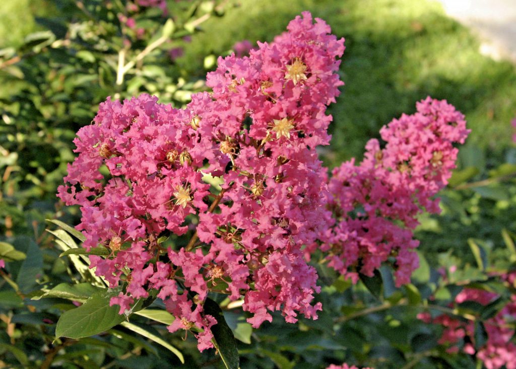 Lagerstroemia indica Hopi (CREPE MYRTLE) in 75mm Tube – Trigg Plants