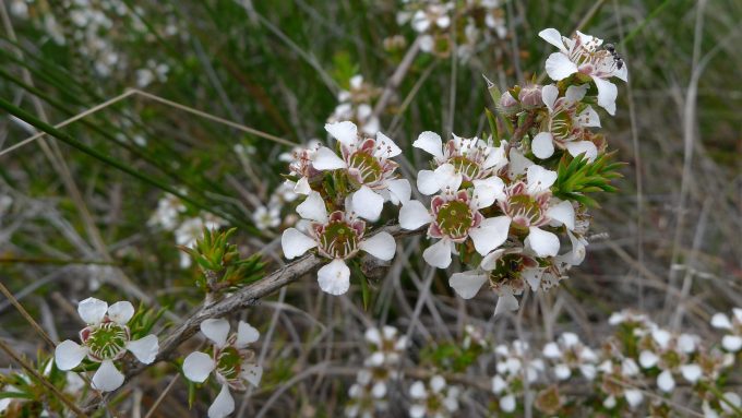 Leptospermum arachnoides -Australian native plant