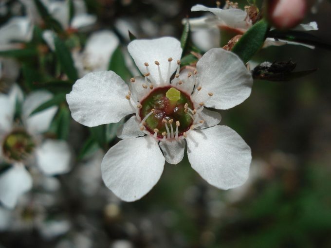 Leptospermum -Australian native plant