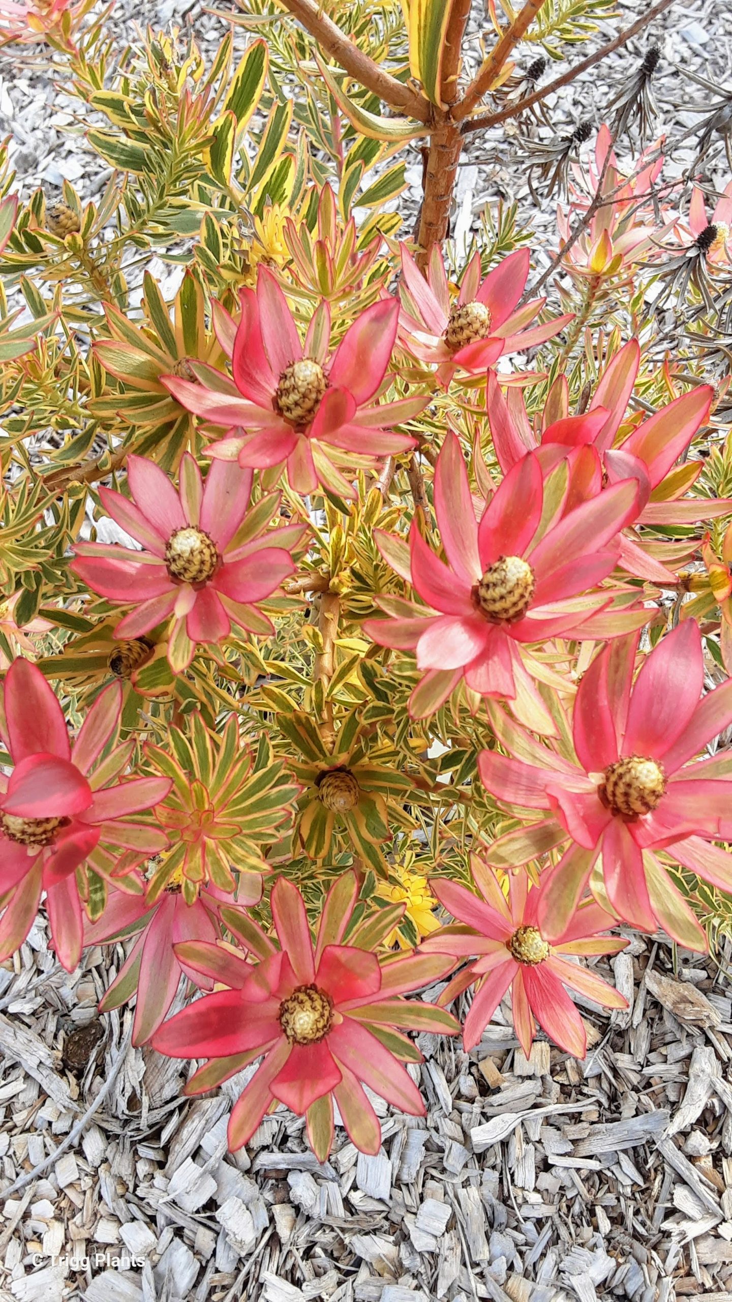 Leucadendron Jester