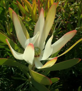 Leucadendron Safari Gold Strike