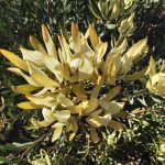 Leucadendron yellow Countess