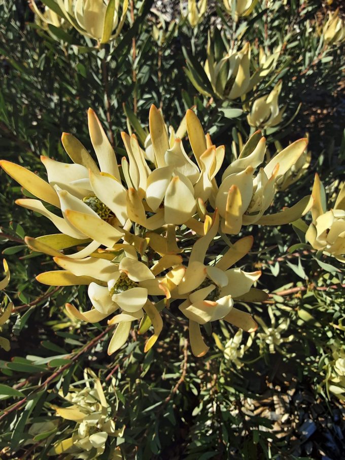Leucadendron yellow Countess