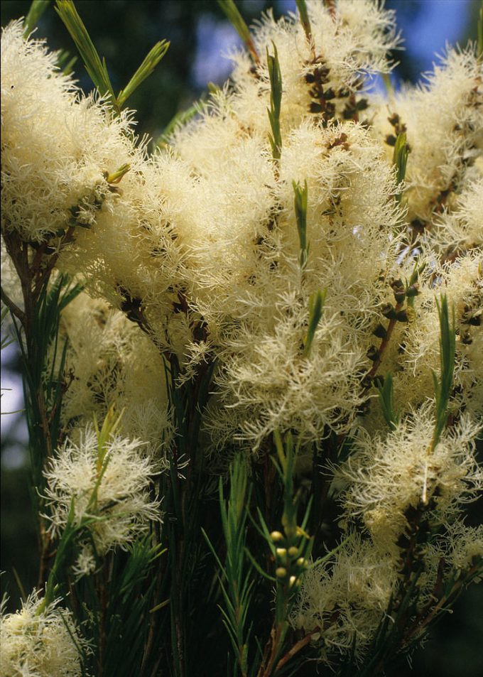Melaleuca alternifolia - Australian native plant