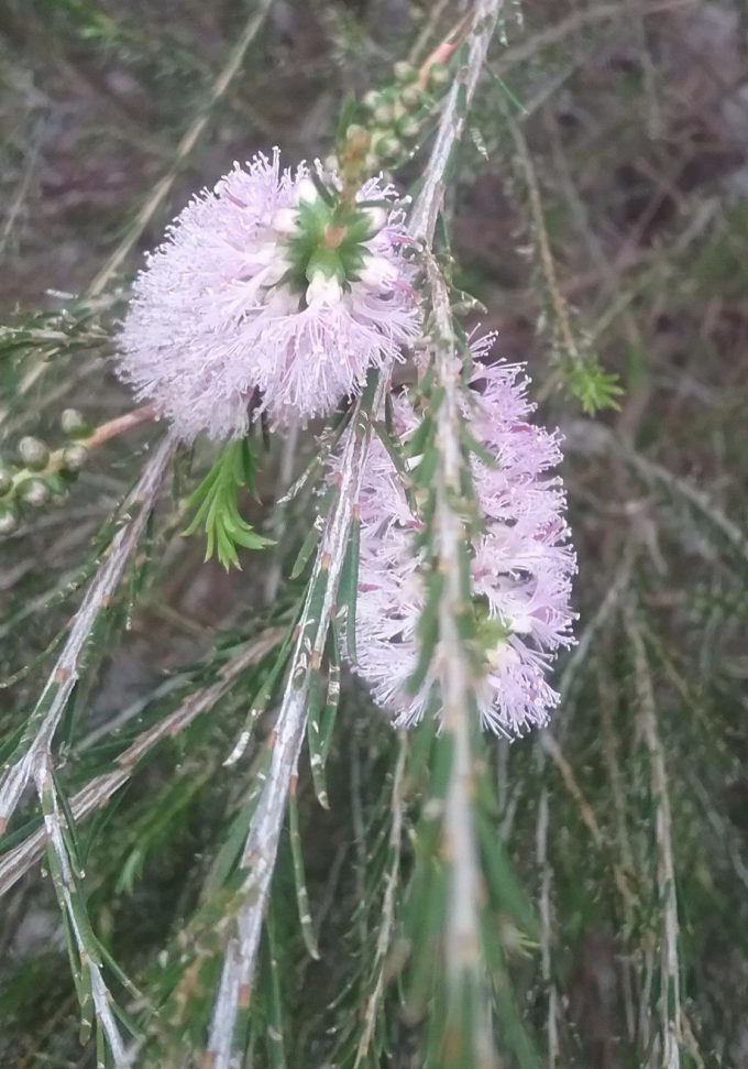 Melaleuca armillaris pink - Australian native plant