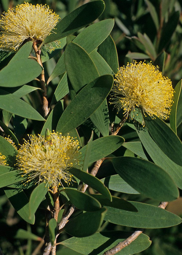 Melaleuca globifera - Australian native plant