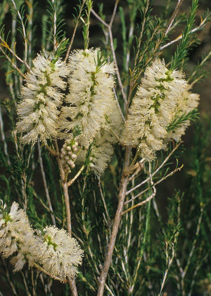 Melaleuca hamulosa - Australian native plant